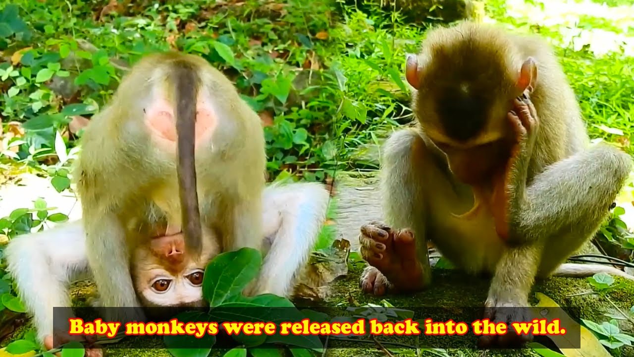 what is this monkey doing? How will it react when its owner releases it back into the wild?