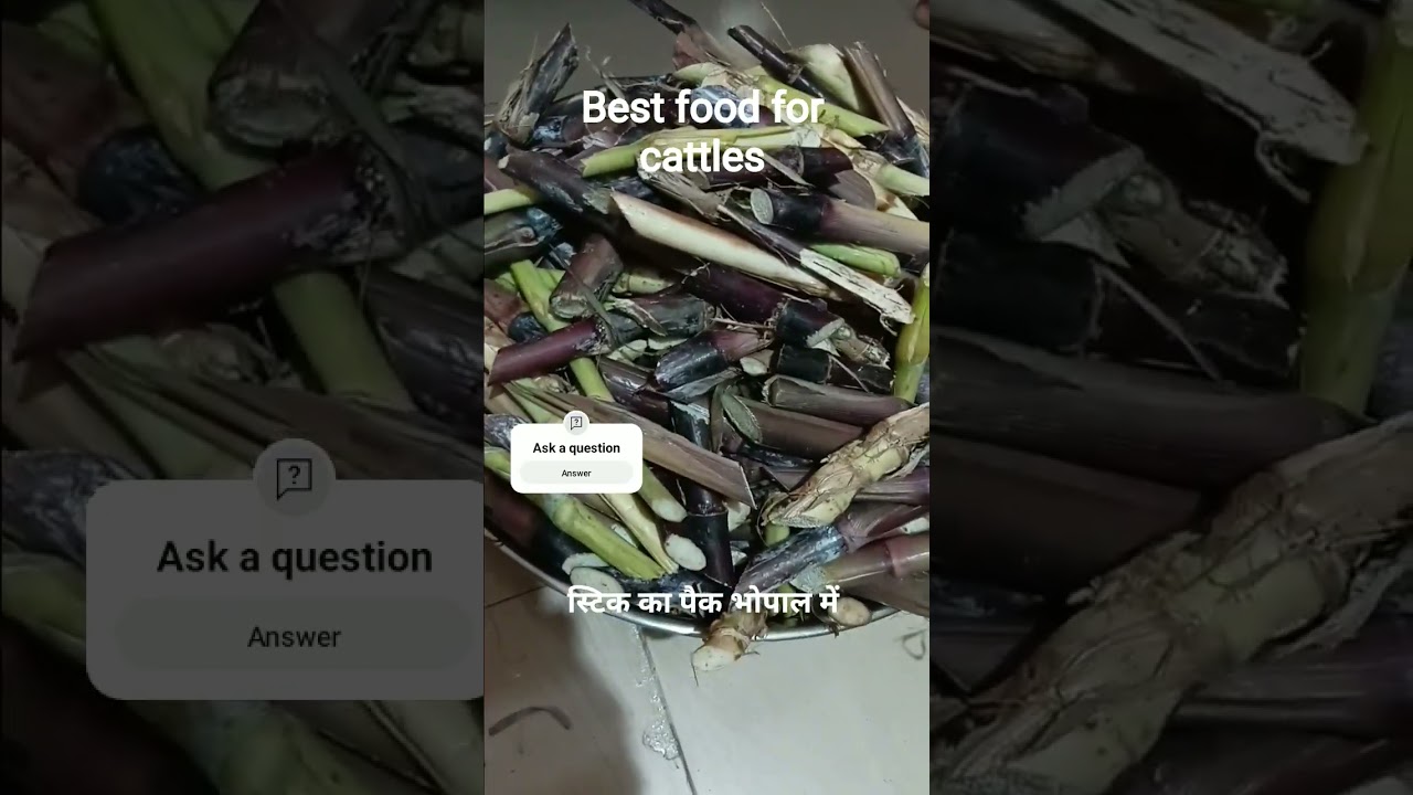 Best food for cattles nappier Grass for sell all india delivery 