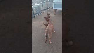 Sagitta Chicks-7 week update
