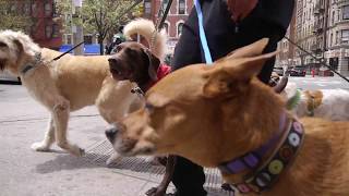 Dog Walker NYC Morningside Heights 2 Hour Group Walks The K-9 Club