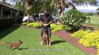 Malinois showing basic obedience positions Heel, Middle, Right & Front
