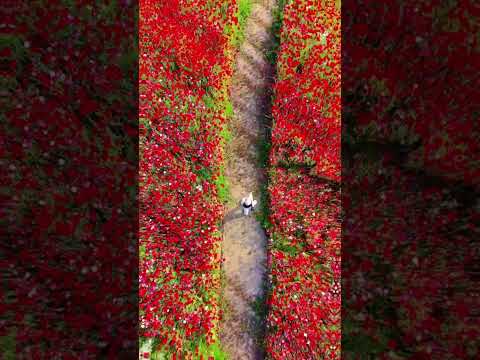 @ 자연의 아름다움을 보다 👍3분 챌린지 | 3 Min Challenge | [Topic] 3分チャレンジ