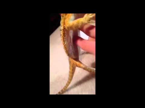 Lizard Experiment Lizard experiment #1 - YouTube