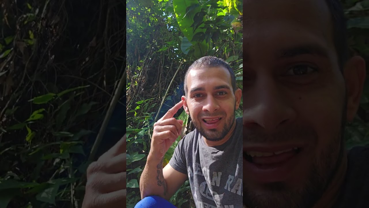 Soltando semillas de camarones 🦞🦞🇵🇷