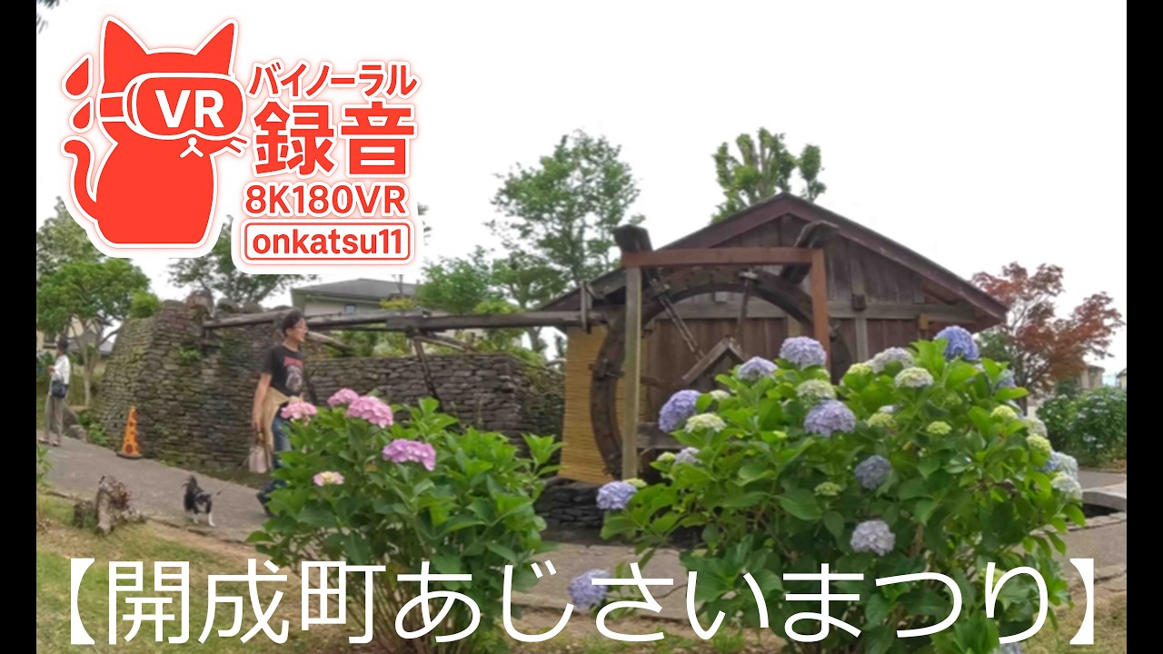 8K VR180]💠[Kaisei Hydrangea Festival — One of Kanagawa's Most