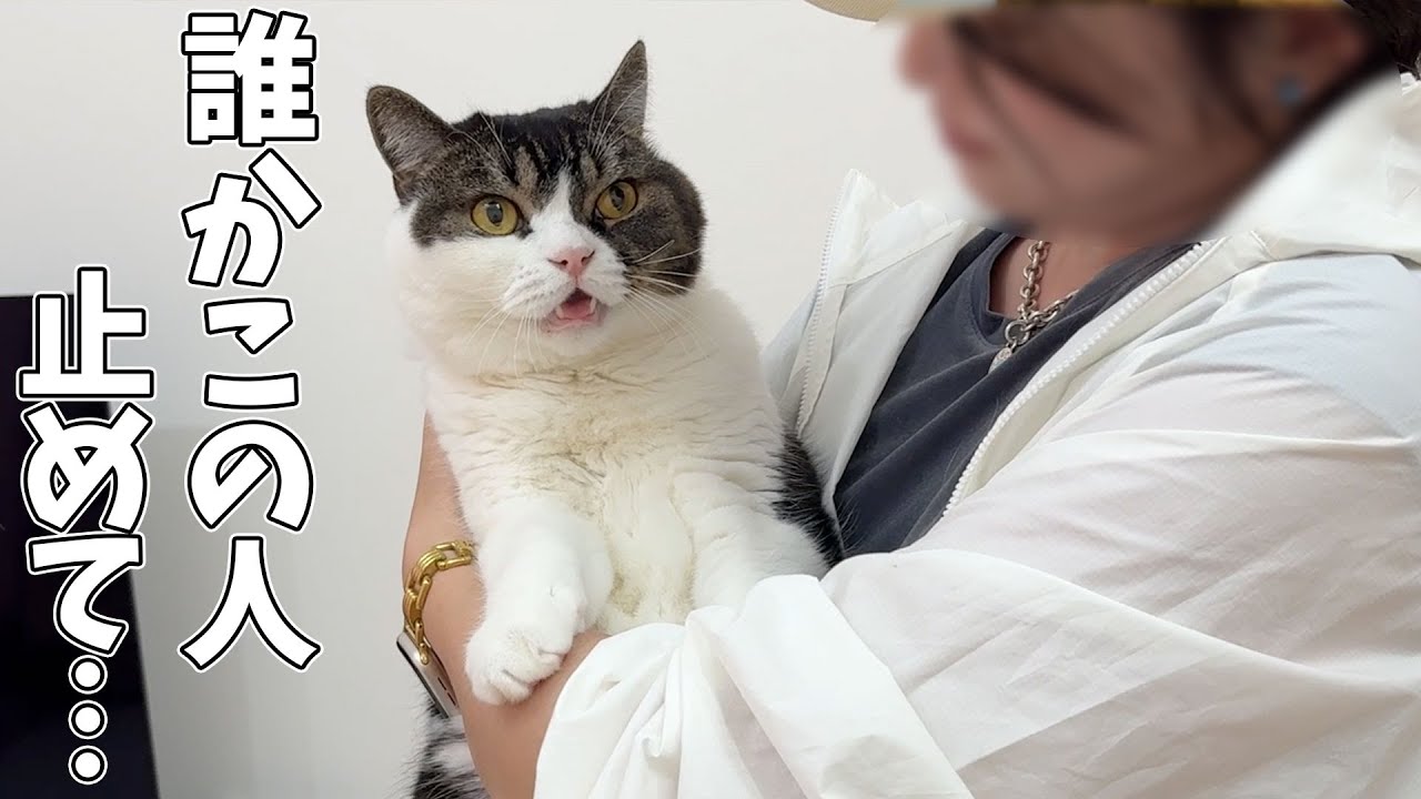 A cat meows after being harassed by his mother's unemployed sister