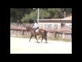 "Mountain Mojo" 2008 Canadian Sporthorse Gelding For Sale