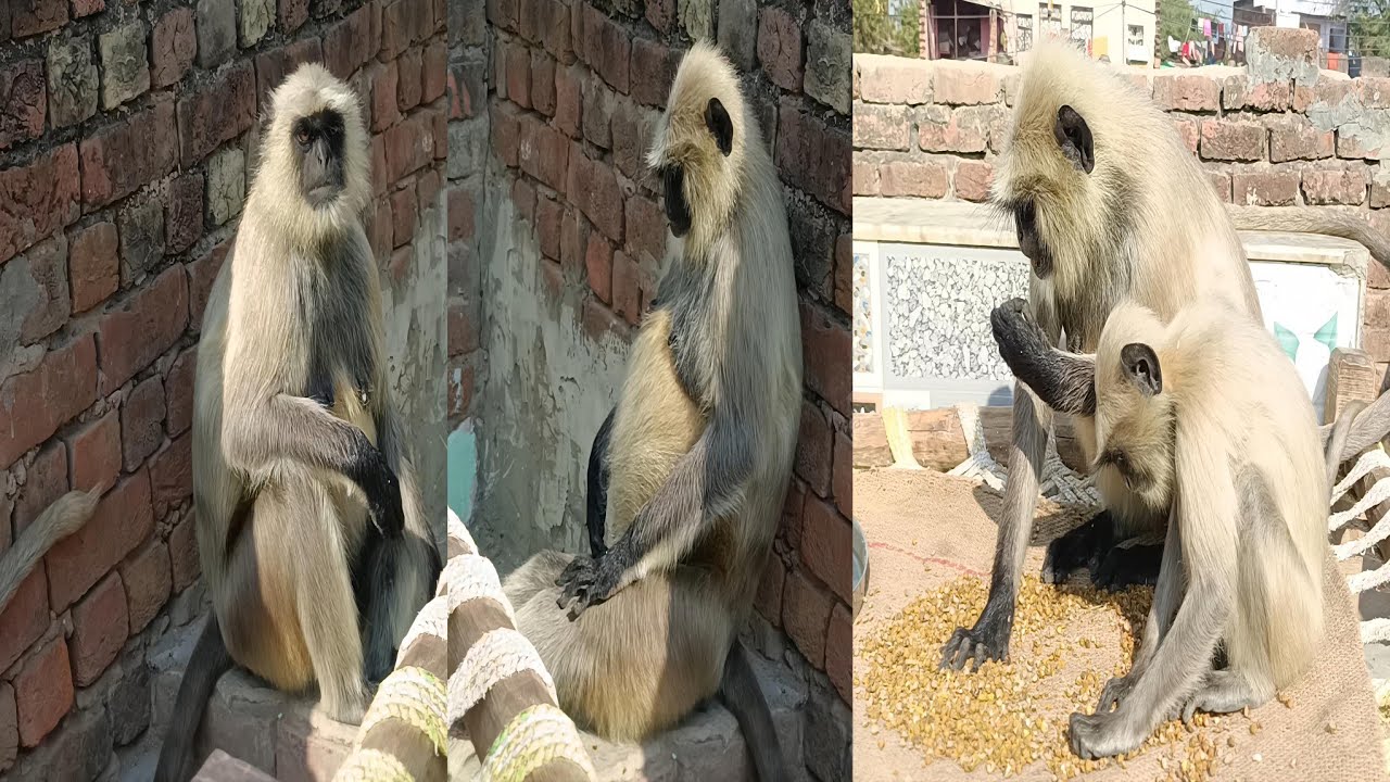 😲 Bina Lade-Jhagde Do Langur! Ye Scene Dil Ko Sukoon De Dega 🐒😌