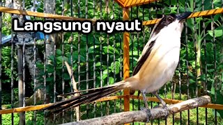 Download lagu Seketika CENDET nyaut dan ikut GACOR