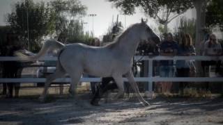 Enjia de Nautiac : Spanish National championship of arabian horses