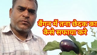 बैंगन में तना छेदक फल छेदक का कैसे सफाया करे।baigan ki kheti l organic l baigan ki kheti kase kare l