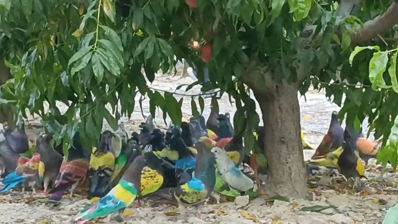 5°Prb.2°Especial De Ceuti (Murcia) España 🕊️ Mora La 🦘🦘🦘 Saltitos T.Beltran.Excepcional.29-5-24.