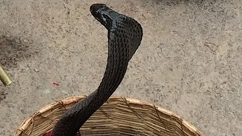 Black Cobra Dances to Snake Charmer's Flute