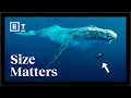 Why do big creatures live longer? | Geoffrey West | Big Think