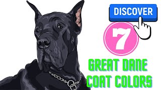 Discovering 7 Great Dane Coat Colors