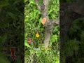 21V Cordless Mini Chainsaw 6-I