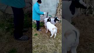 This Is The Second Hardest Job After Raising Sheep 75