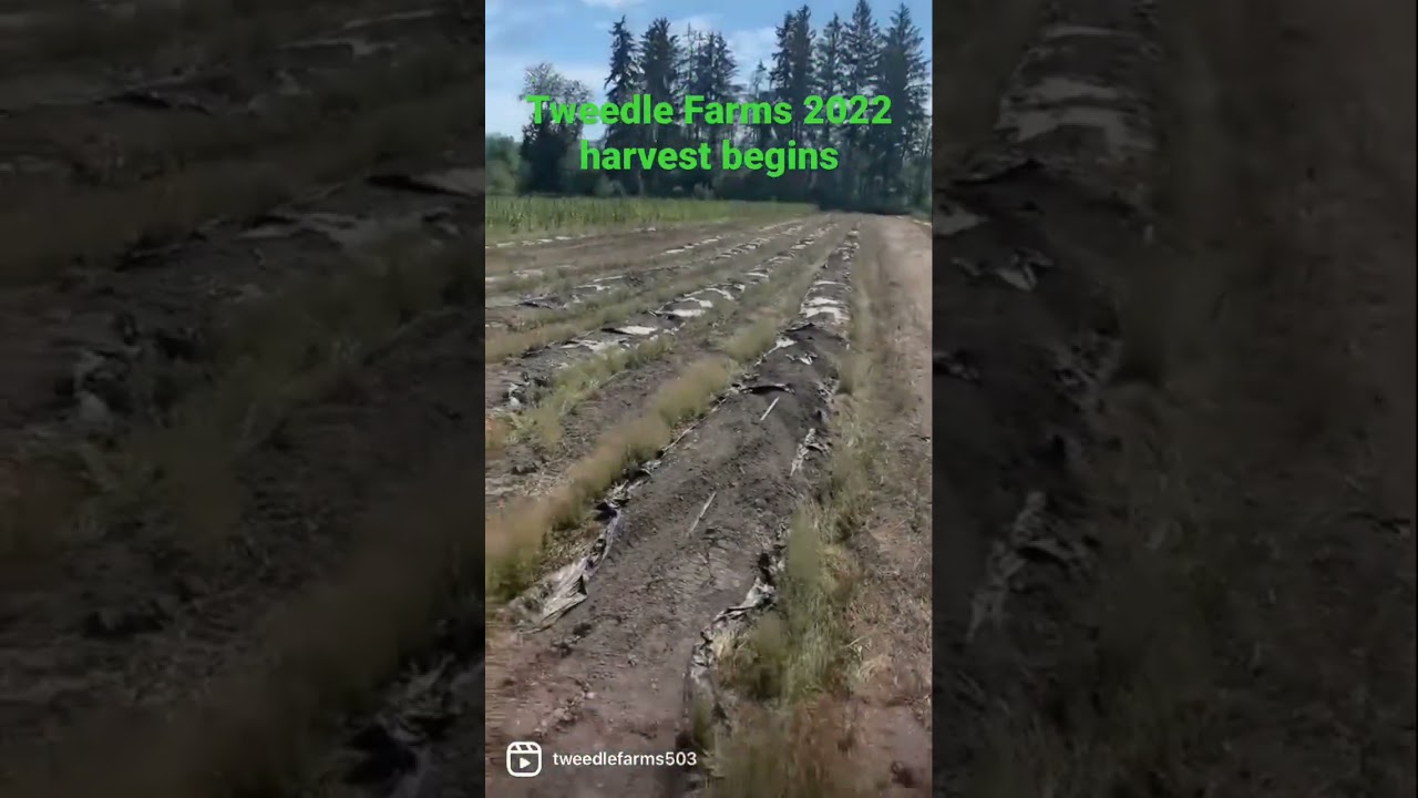 Tweedle Farms 2022 harvest begins