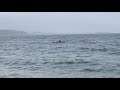 Orca encounter at tata beach