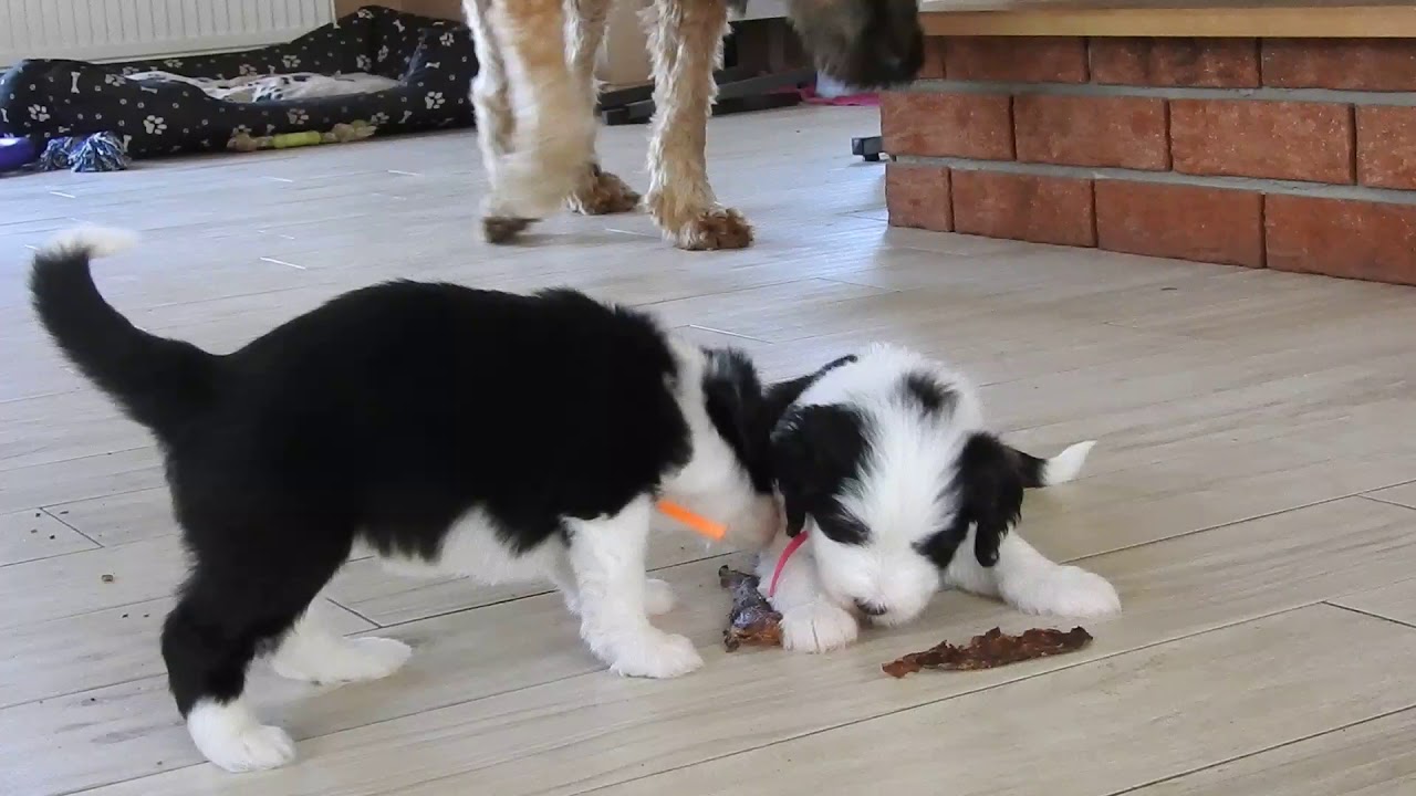 Buhlbino kennel - bearded collie puppies from J-Litter - 4 weeks old
