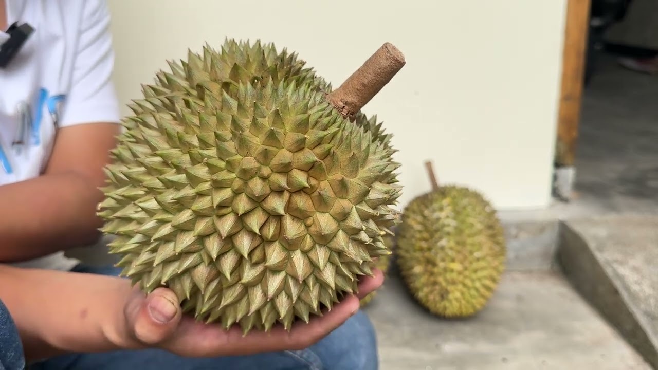 UPDATE HARGA DURIAN AWAL NOVEMBER 2025