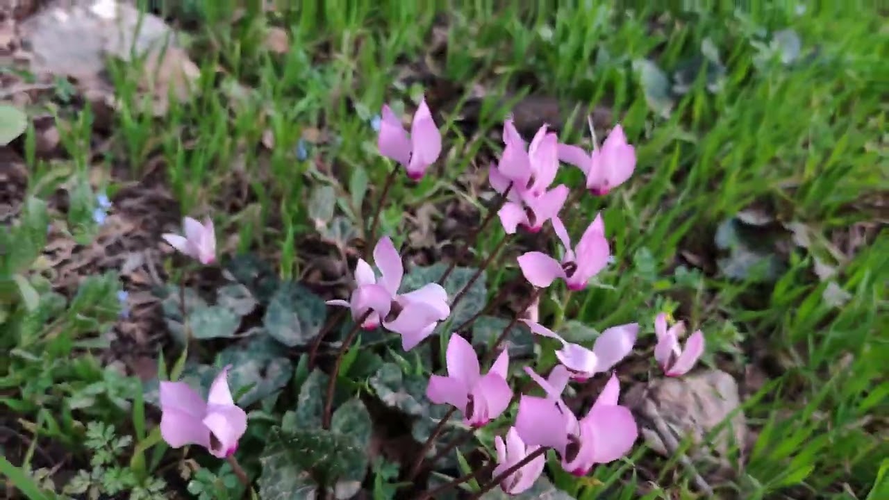 مسير في الغابة || اربد - برقش