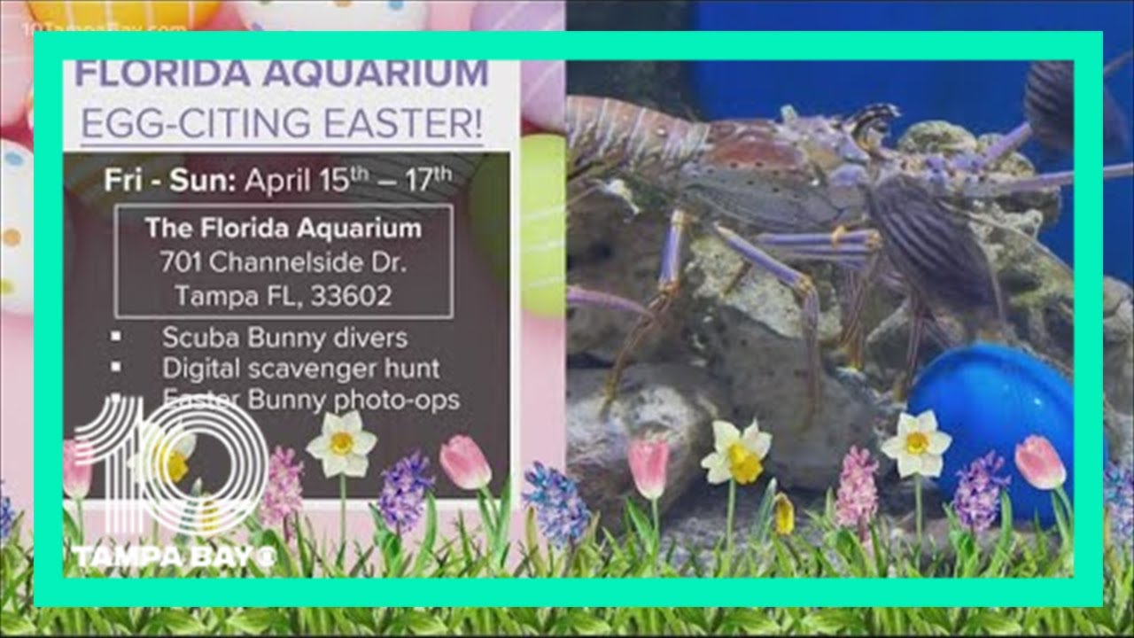 Easter egg hunts happening around Tampa Bay