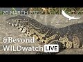 WILDwatch Live | 20 March, 2021 | Morning Safari | South Africa