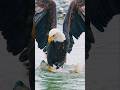 Eagle attacking #shorts #animals #viralvideo #eagles #generator