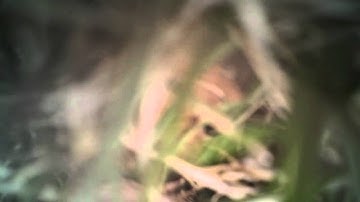 FPV Keychain Camera 808 #16 Crashes/Bloopers