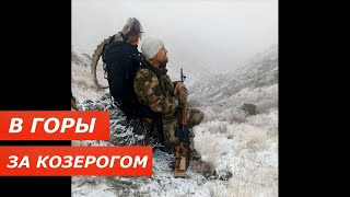 За Козерогом в горы! Тяжело, холодно и ветренно - но только вперед! Охота от подписчика...