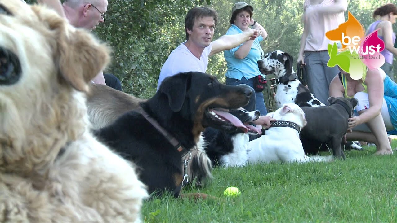 Waar moet je op letten bij het opvoeden van je hond?