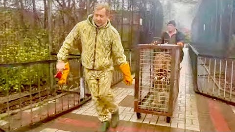 СМЕХ! Я первый раз увидела что у мартышек с подтопленного зоопарка есть свои НОВОГОДНИЕ ИГРУШКИ)))