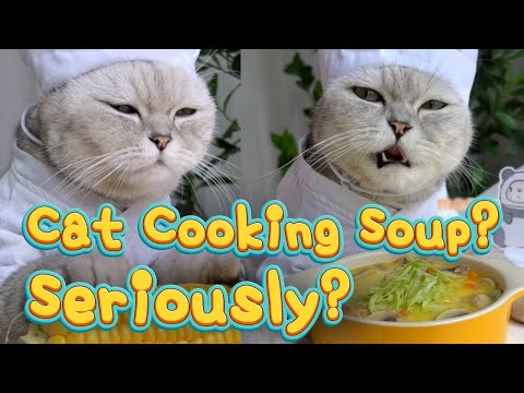 Cats Soup Cat Cooking Soup Really 