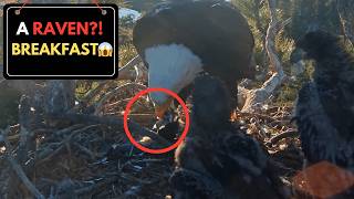 Is This a Raven?! 😳 Jackie’s Breakfast Prey Shocks Viewers screenshot 5