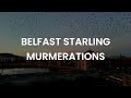 Belfast Starling Murmurations - Stock Footage (60FPS)