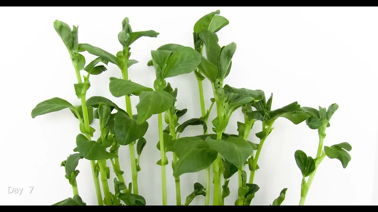 VICIA FABA WINDSOR BROAD BEAN SPROUTING TIME LAPSE [4K]