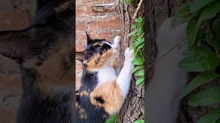 🤩♥️ #catmoments #cat #suncats #humor #cute #kitty #gatos #funny #kitten #pets #shortvideo #cutecat