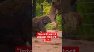 Little baby elephant spreading pure happiness with every tiny step 🐘💖#shorts #animalfacts