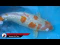 Unboxing New Shipment of Koi From Japan Part 2