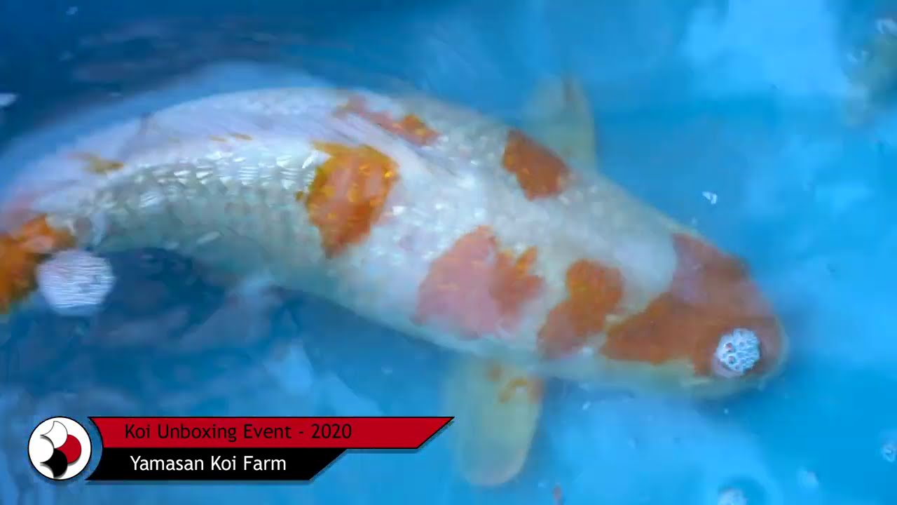 Unboxing New Shipment of Koi From Japan Part 2