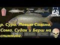 Русская рыбалка 4. р. Сура. Точка для фарма Сазана,Сома. Так же ловим на спиннинг.