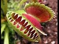 نبات الفخ القاتل ( Dionaea )