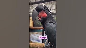 Thumbnail of Maui the Black  parrot saying Good morning#shorts #viral #beautiful #creativity #short #parrots
