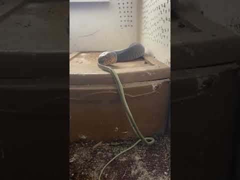 Eastern indigo eating a snake