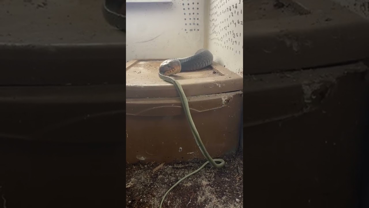 Eastern indigo eating a snake