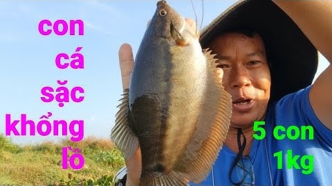 câu cá sặc rằn, buổi sáng núi rừng tuyệt đẹp với bầy cá khủng @TAMCARO