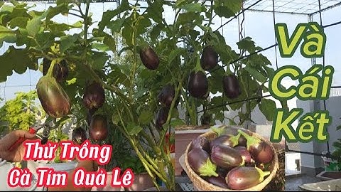 Cách trồng cà tím quả lê,cho quả to,nhiều quả,thu hoạch nhiều lần#40Hoa_Nongdansanthuong