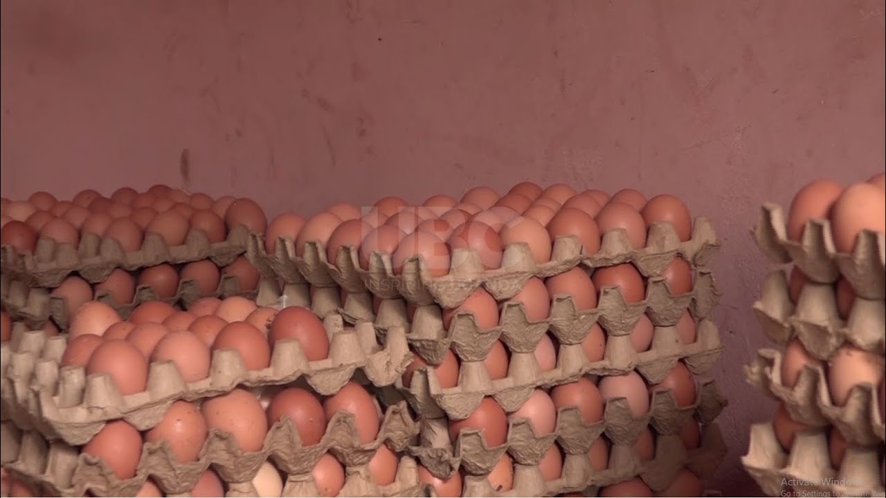 Начинали с малого, а теперь зарабатывают много — «образцовая ферма» Рвенгаджу площадью в один акр...