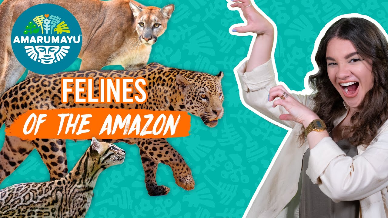 Meet the FELINES of the AMAZON | Calling Future Guardians! | AMARUMAYU Community